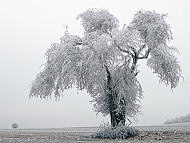 Holzapfelbaum mit Raureif