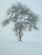 Holzapfelbaum im Nebel