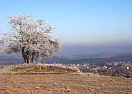 Strauch unterhalb Kalkhhe mit Blick auf Cunnersdorf