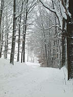 Im Wald: Blick zurck in Richtung Cunnersdorfer Linde