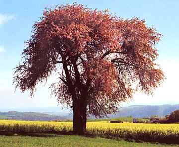 Holzapfelbaum in voller Blte (Leider nur in dieser Bildgre)