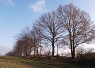 Baumreihe am Weg auf der Hgelkuppe