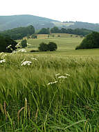 Blick zum alten Schlottwitzweg