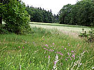 Blick vom Wldchen hinber zu unseren Fahrweg