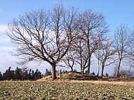 Vogelberg mit Baumgruppe