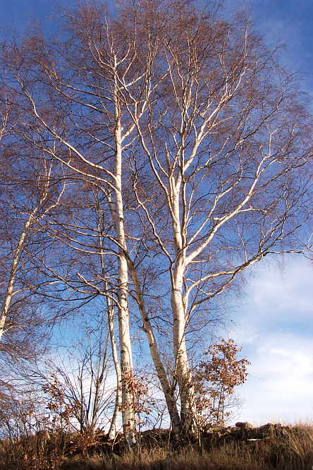 Zurck zur Wanderung